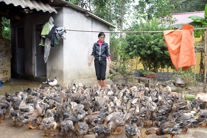 Đàn vịt bầu Lâm Thượng của hộ ông Nguyễn Tiến Mạnh sinh trưởng và phát triển tốt.